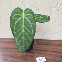 Load image into Gallery viewer, #211 Anthurium Magnificum Hybrid x