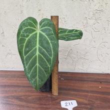 Load image into Gallery viewer, #211 Anthurium Magnificum Hybrid x