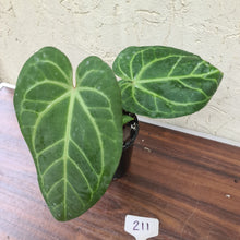 Load image into Gallery viewer, #211 Anthurium Magnificum Hybrid x