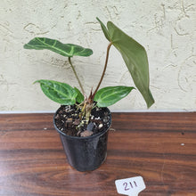 Load image into Gallery viewer, #211 Anthurium Magnificum Hybrid x