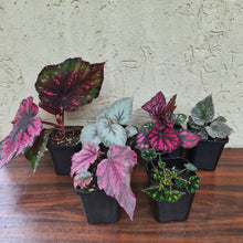 Load image into Gallery viewer, Begonia Pack - 6 x plants