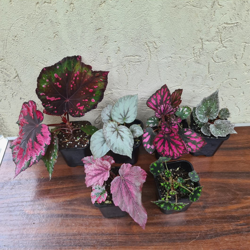 Begonia Pack - 6 x plants