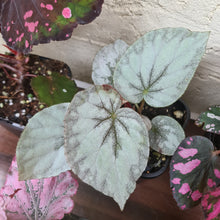 Load image into Gallery viewer, Begonia Pack - 6 x plants
