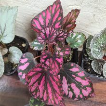 Load image into Gallery viewer, Begonia Pack - 6 x plants