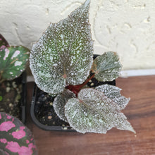 Load image into Gallery viewer, Begonia Pack - 6 x plants