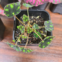 Load image into Gallery viewer, Begonia Pack - 6 x plants