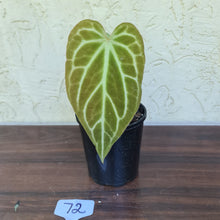 Load image into Gallery viewer, #72 Anthurium Magnificum Hybrid x