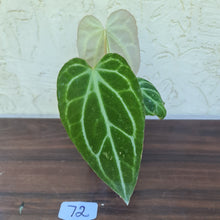 Load image into Gallery viewer, #72 Anthurium Magnificum Hybrid x