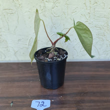 Load image into Gallery viewer, #72 Anthurium Magnificum Hybrid x