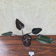 Load image into Gallery viewer, #29 Philodendron Black Knight