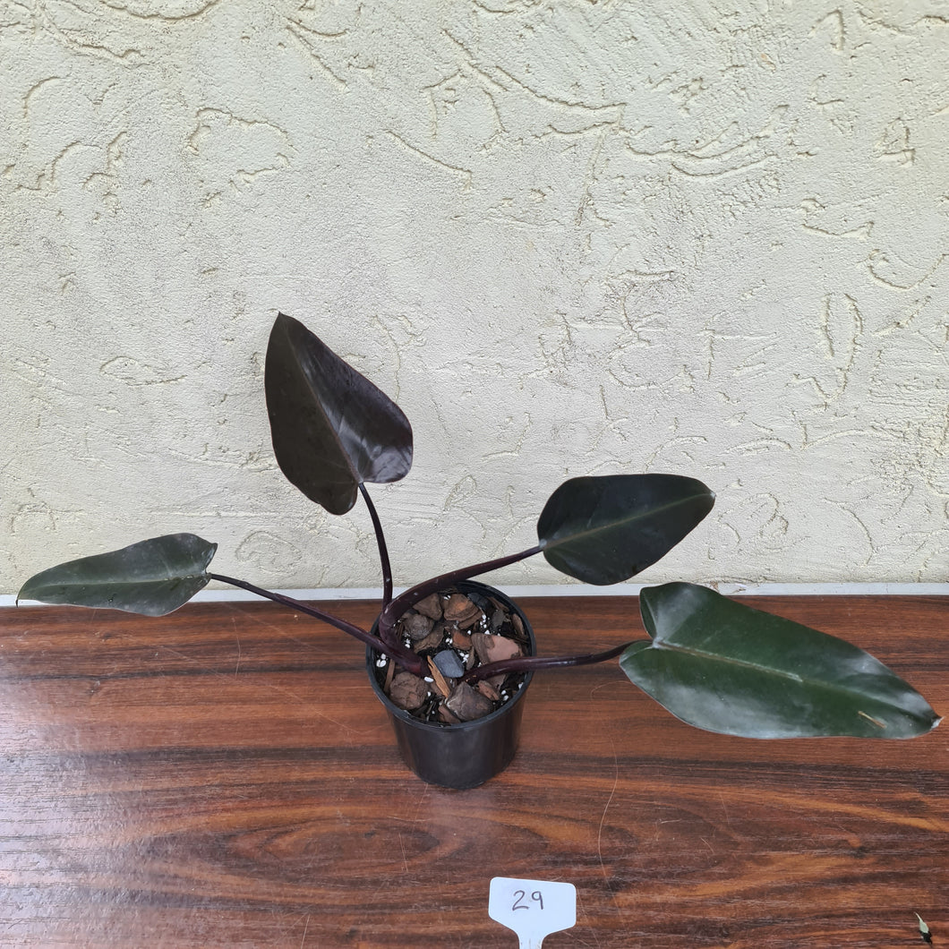 #29 Philodendron Black Knight
