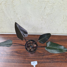 Load image into Gallery viewer, #29 Philodendron Black Knight