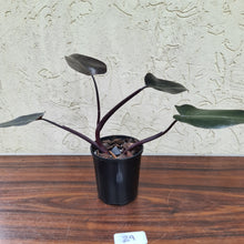Load image into Gallery viewer, #29 Philodendron Black Knight