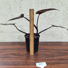 Load image into Gallery viewer, #29 Philodendron Black Knight