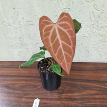 Load image into Gallery viewer, #1 Anthurium Magnificum Hybrid x