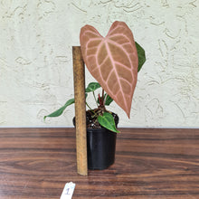 Load image into Gallery viewer, #1 Anthurium Magnificum Hybrid x
