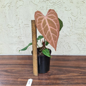 #1 Anthurium Magnificum Hybrid x