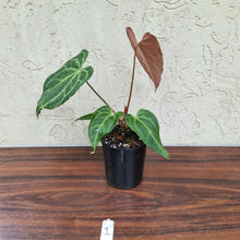 Load image into Gallery viewer, #1 Anthurium Magnificum Hybrid x