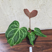 Load image into Gallery viewer, #1 Anthurium Magnificum Hybrid x