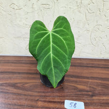 Load image into Gallery viewer, #58 Anthurium Magnificum Hybrid x