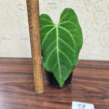 Load image into Gallery viewer, #58 Anthurium Magnificum Hybrid x