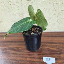 Load image into Gallery viewer, #58 Anthurium Magnificum Hybrid x