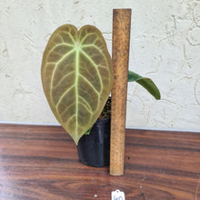 Load image into Gallery viewer, #40 Anthurium NOID