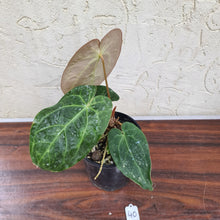 Load image into Gallery viewer, #40 Anthurium NOID