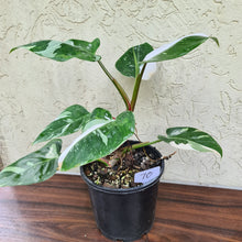 Load image into Gallery viewer, #70 Large Philodendron White Princess