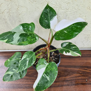 #70 Large Philodendron White Princess