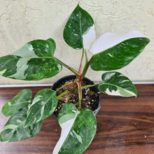 Load image into Gallery viewer, #70 Large Philodendron White Princess