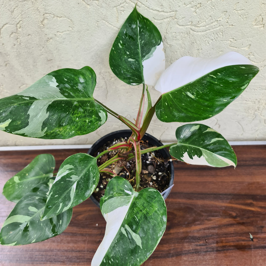 #70 Large Philodendron White Princess