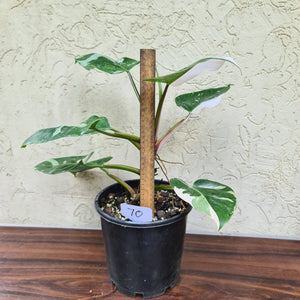 #70 Large Philodendron White Princess