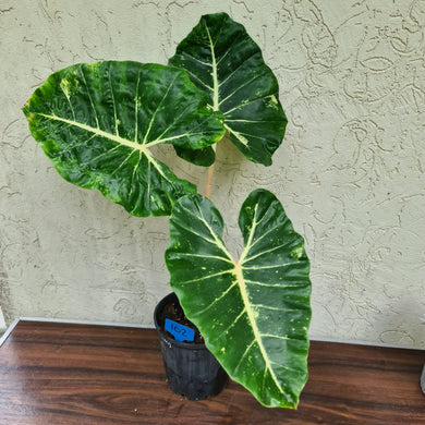 #102 very Large Alocasia New Guinea Gold