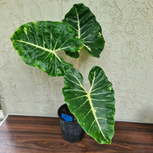Load image into Gallery viewer, #102 very Large Alocasia New Guinea Gold