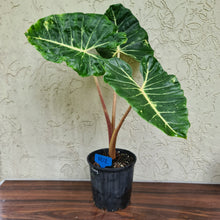 Load image into Gallery viewer, #102 very Large Alocasia New Guinea Gold