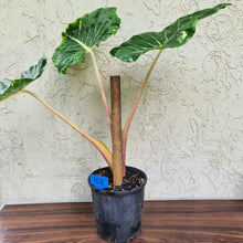 Load image into Gallery viewer, #102 very Large Alocasia New Guinea Gold