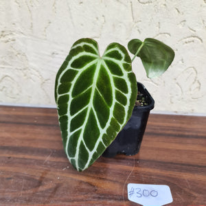 #300 Dark and Narrow Anthurium Crystallinum x
