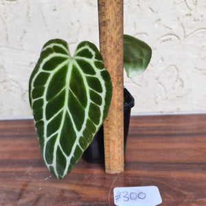 #300 Dark and Narrow Anthurium Crystallinum x