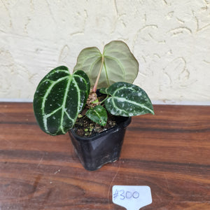#300 Dark and Narrow Anthurium Crystallinum x
