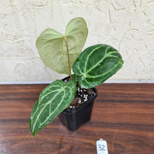 Load image into Gallery viewer, #32 Anthurium Magnificum Hybrid x