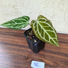 Load image into Gallery viewer, #96 Anthurium Magnificum Hybrid x
