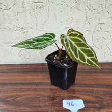 Load image into Gallery viewer, #96 Anthurium Magnificum Hybrid x