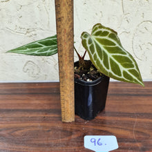Load image into Gallery viewer, #96 Anthurium Magnificum Hybrid x