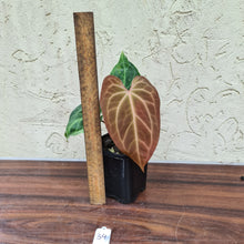 Load image into Gallery viewer, #34 Anthurium Magnificum Hybrid x