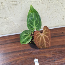 Load image into Gallery viewer, #34 Anthurium Magnificum Hybrid x