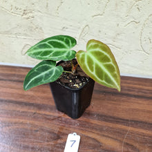 Load image into Gallery viewer, #7 Anthurium Magnificum Hybrid x