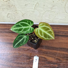 Load image into Gallery viewer, #7 Anthurium Magnificum Hybrid x