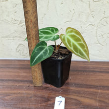 Load image into Gallery viewer, #7 Anthurium Magnificum Hybrid x