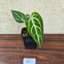 Load image into Gallery viewer, #61 Anthurium Magnificum Hybrid x